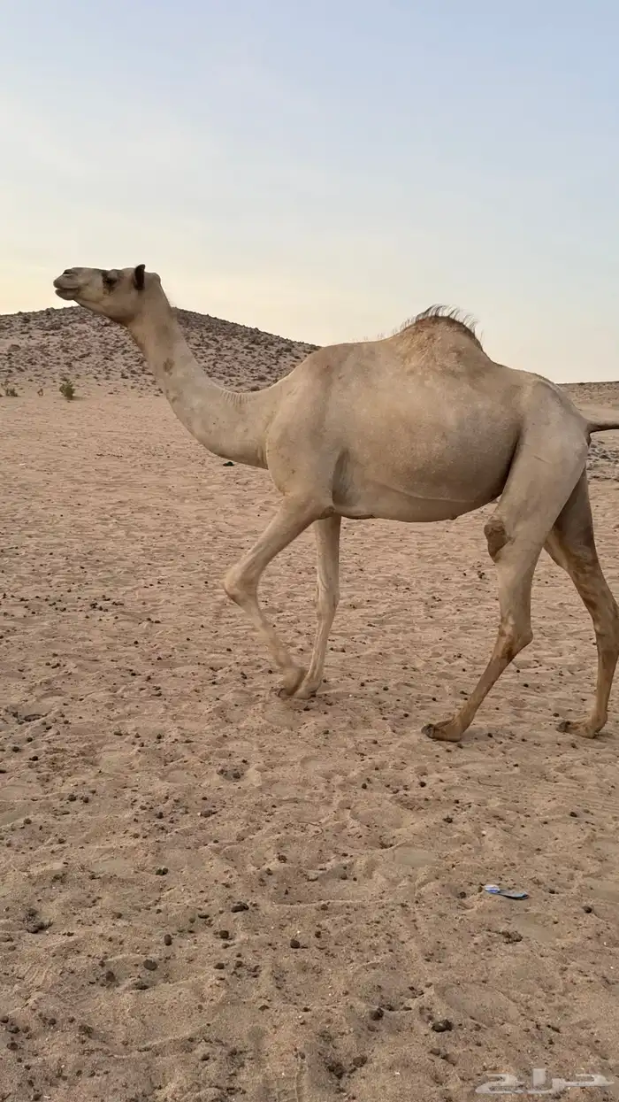 بكره بكر بنت الاعور جمل القرشي اختها مبيوعه بمليون ونص 2