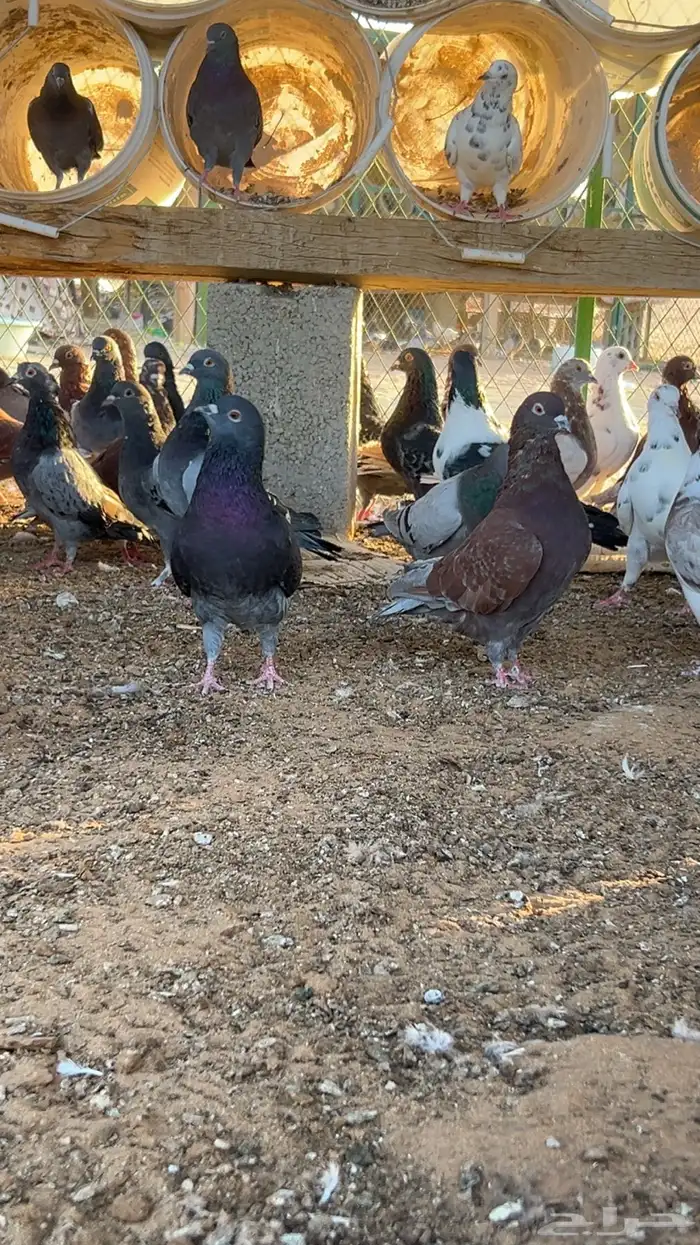 الخرج 0