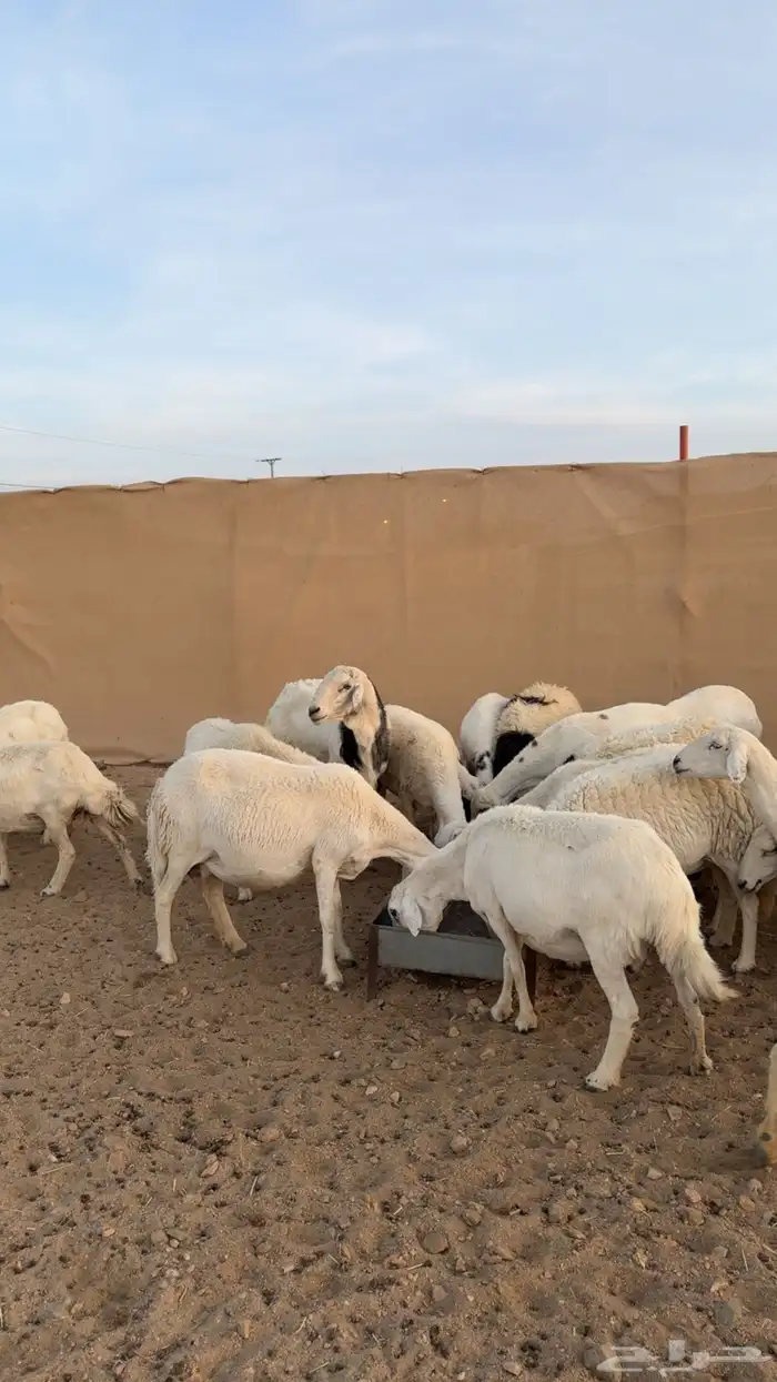 39 بفحلها حصيب وصنف 5