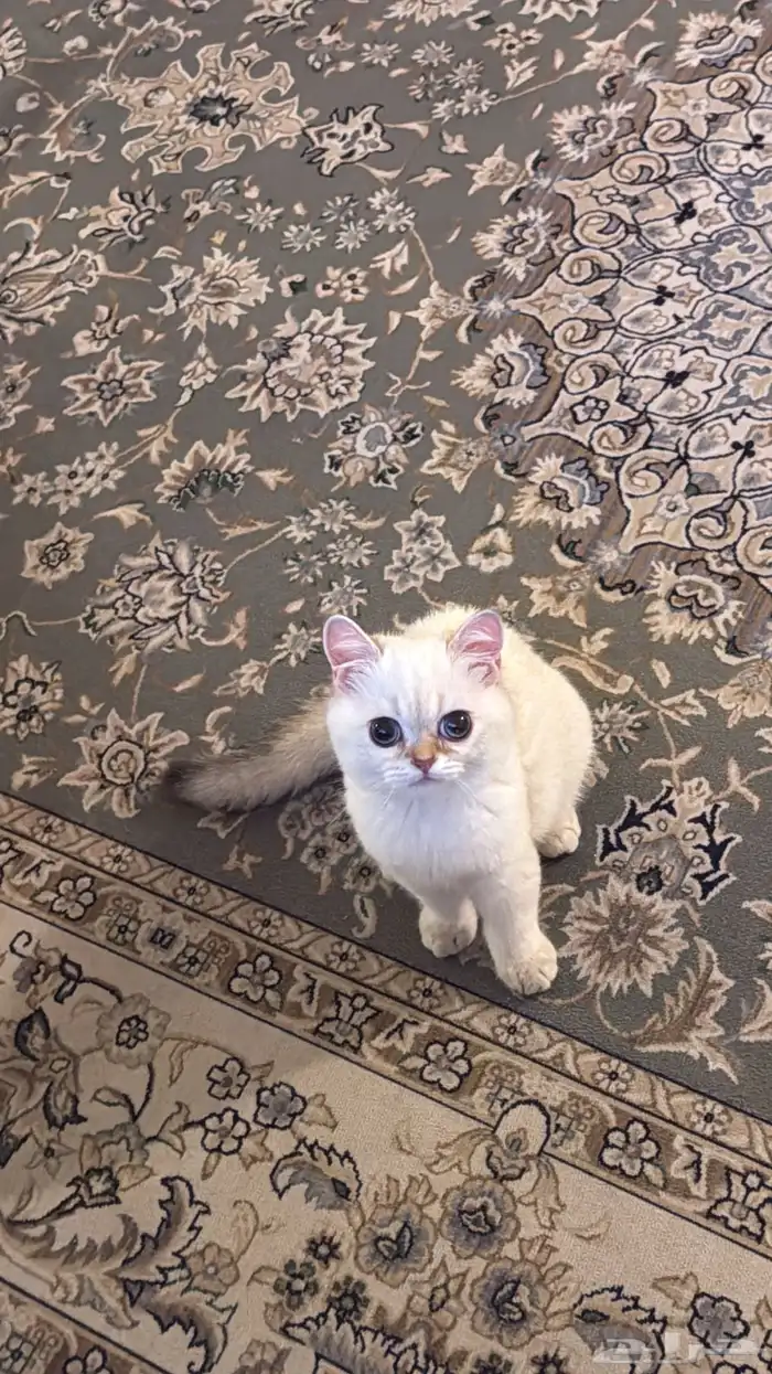 قطط 3