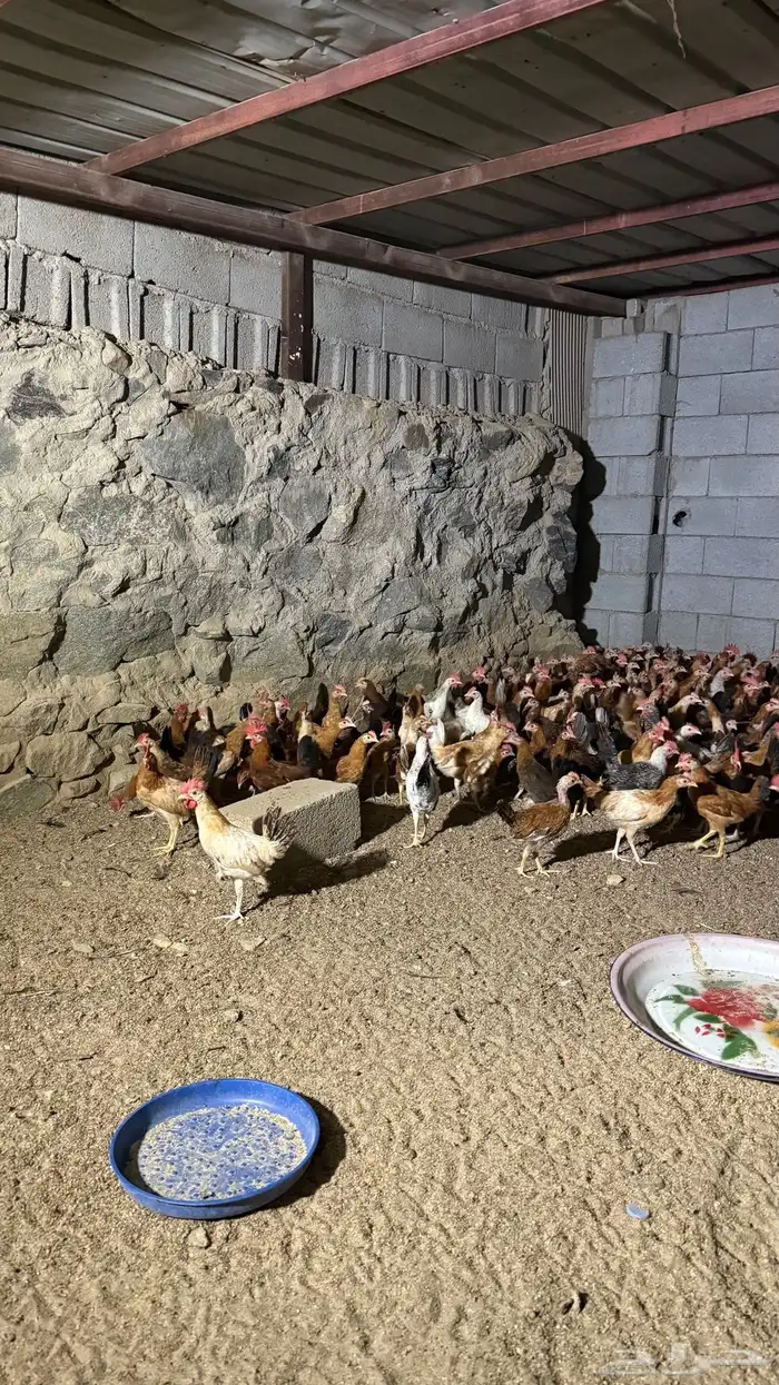 ديوك بلدي فواخر 4