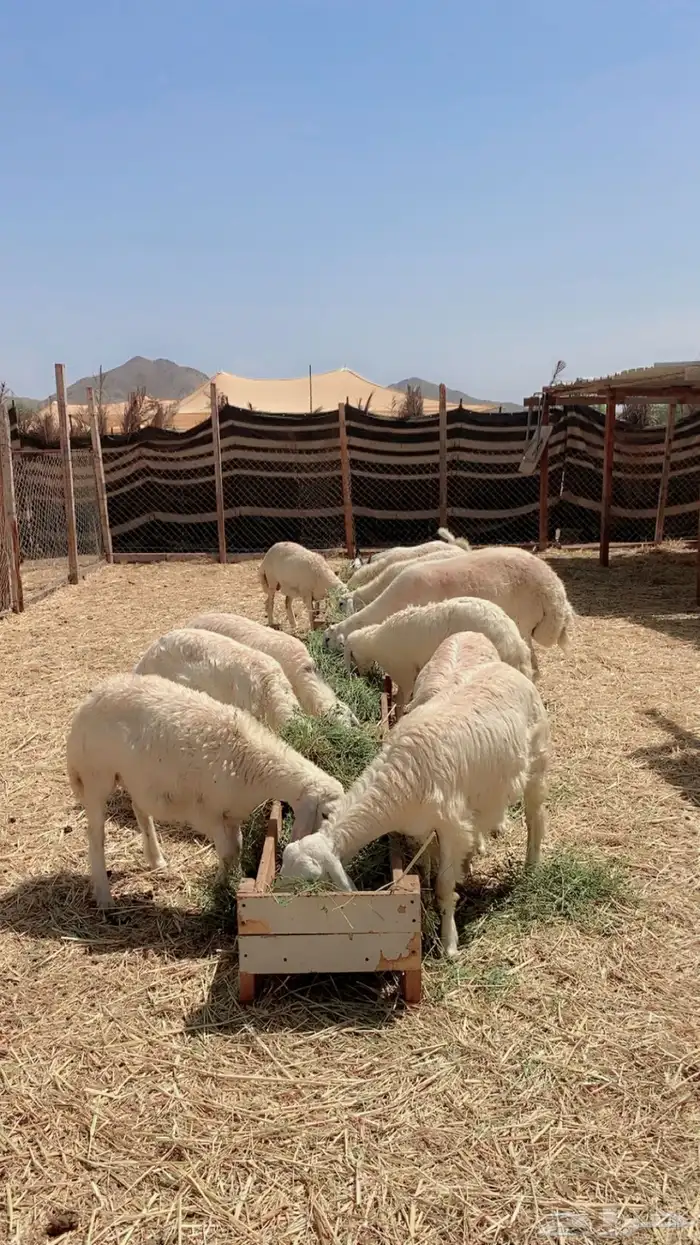 رخال حريات للبيع 0