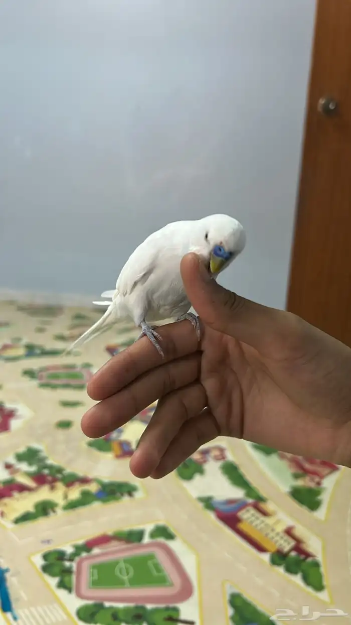 زوج بادجي للبيع او للبدل 4