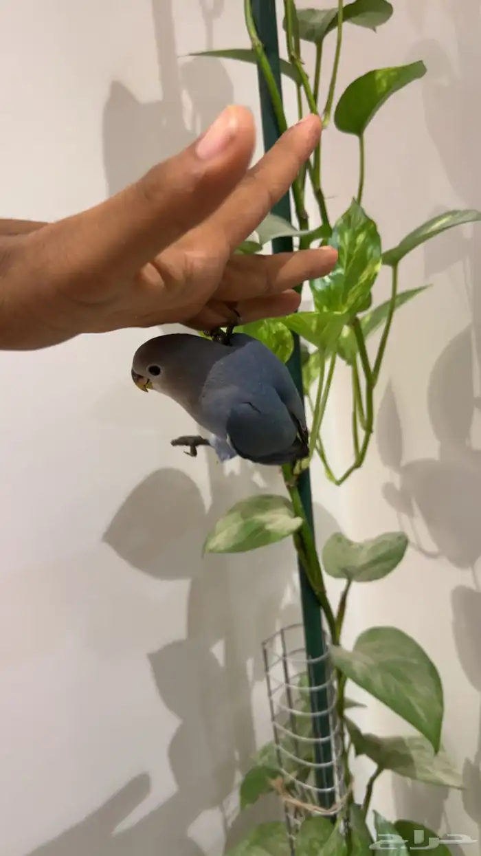 روز اليف هدد نشبه م عنده عض 0