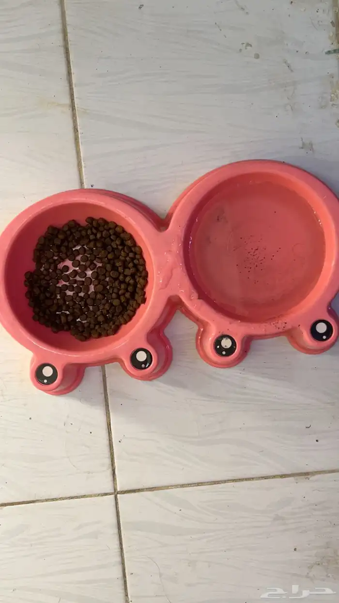 قطه 4