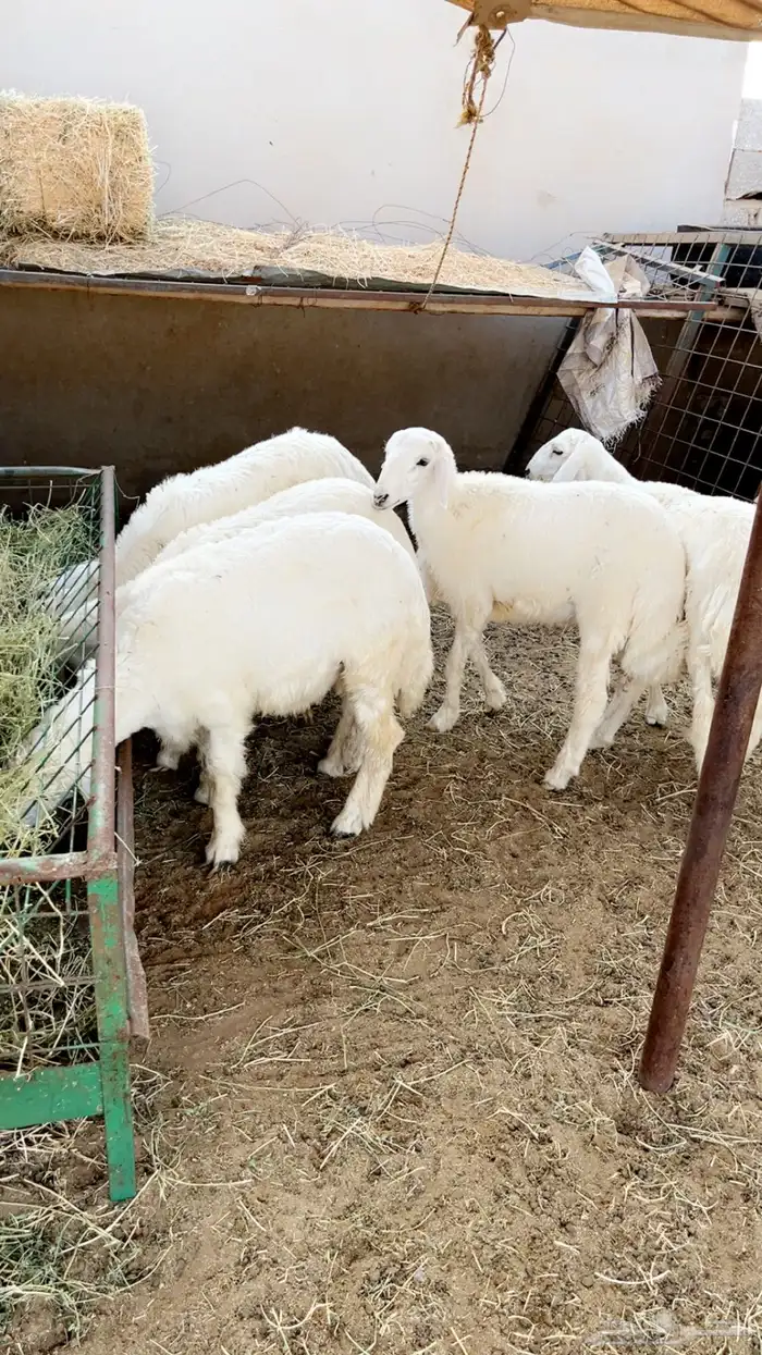 طليان حريه ثلاجه ومناسبات يوجد ذبح وتوصيل 10