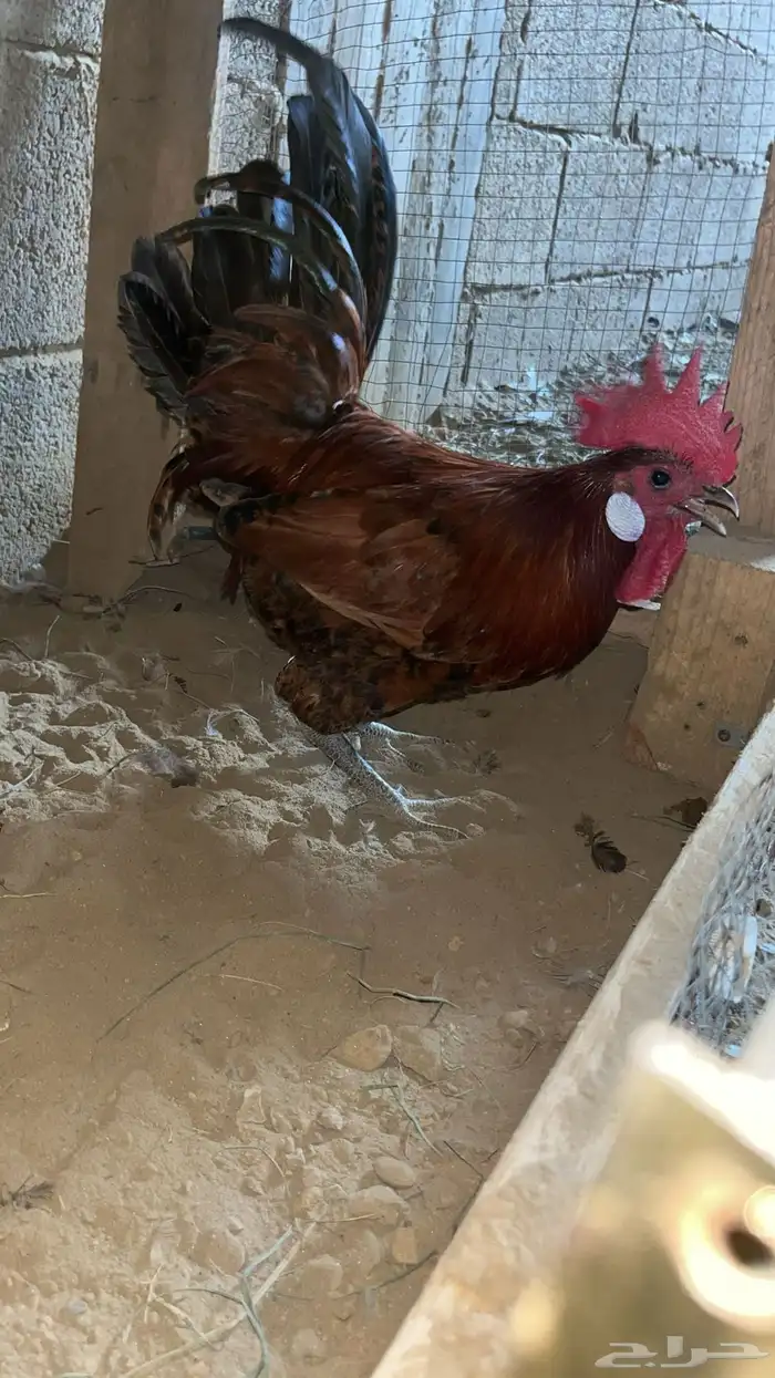 دجاج بلدي 15