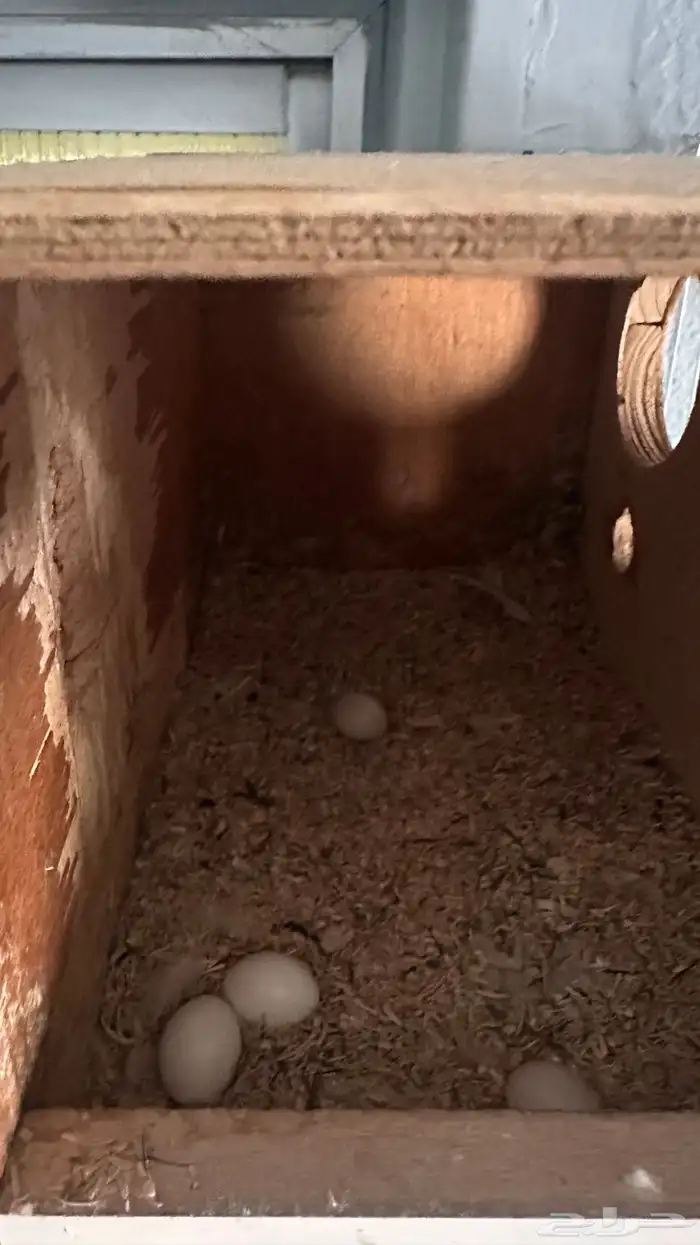 ببغاء روز للبيع 2