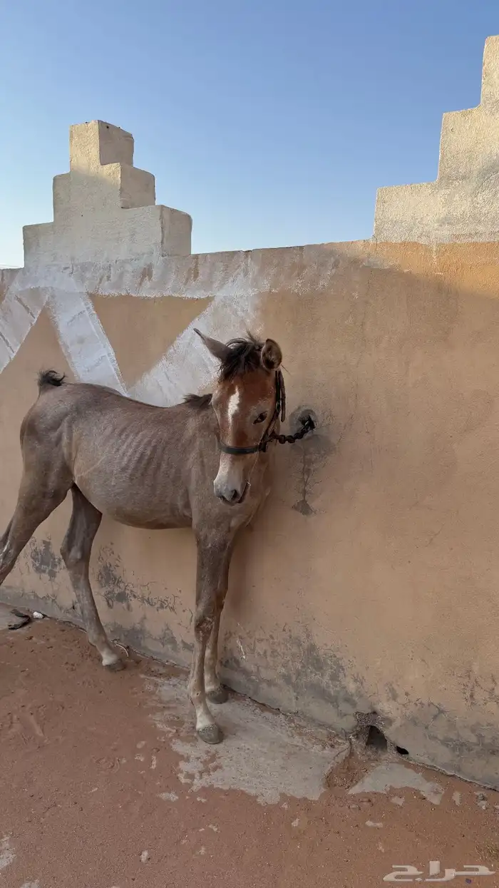 مهره شعبيه شيخه 2