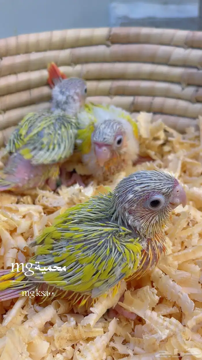 فروخ كنيوزر صن شيك ما شاء الله 2