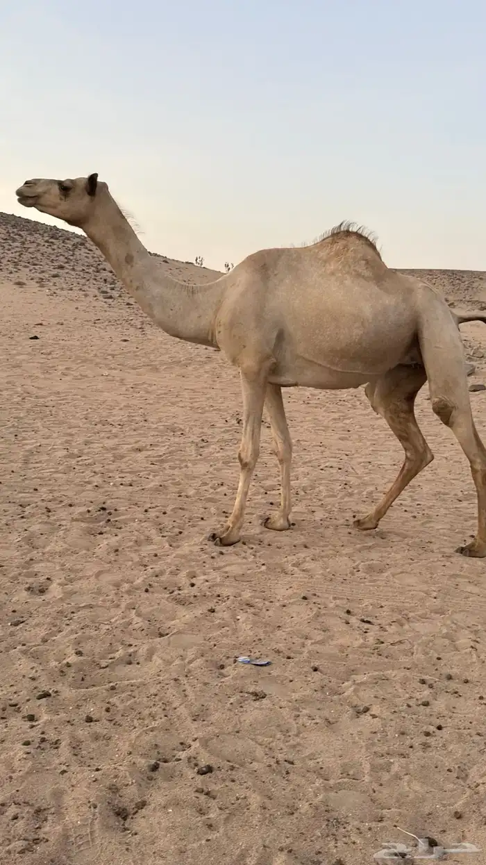 بكره بكر بنت الاعور جمل القرشي اختها مبيوعه بمليون ونص 4