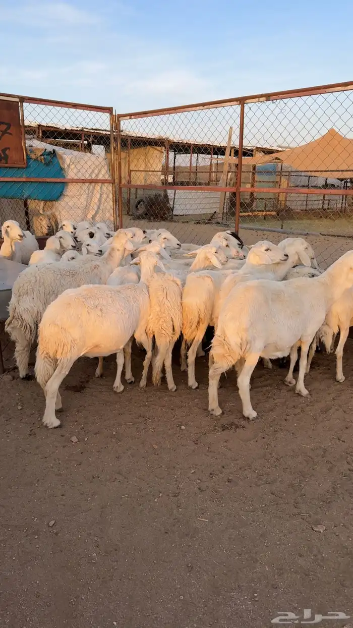 غنم حصيب بفحلها 4