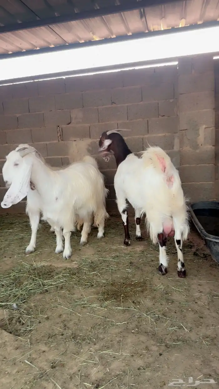 معزا مصريه فاخره 1