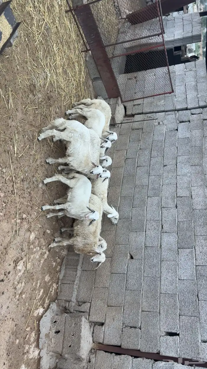 نواع فران ذكور ونثى 0