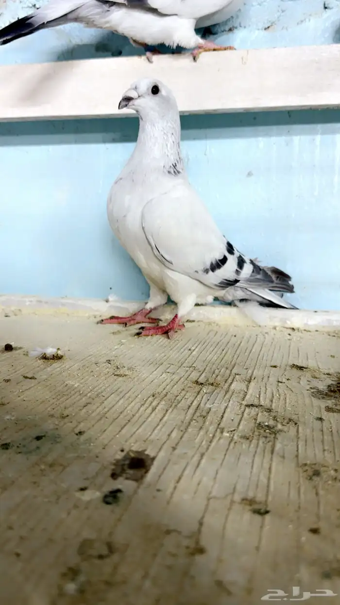 زواجل ايس (فواتح) اغلبها اناثي طيبه مستوى طبا 5