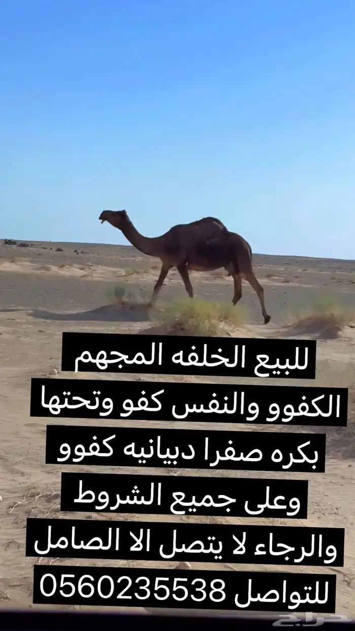 للبيع المجهم الخلفه الكفوو والنفس كفووو 0