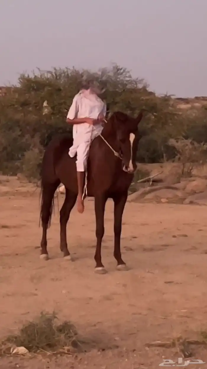 فرس للبيع 1