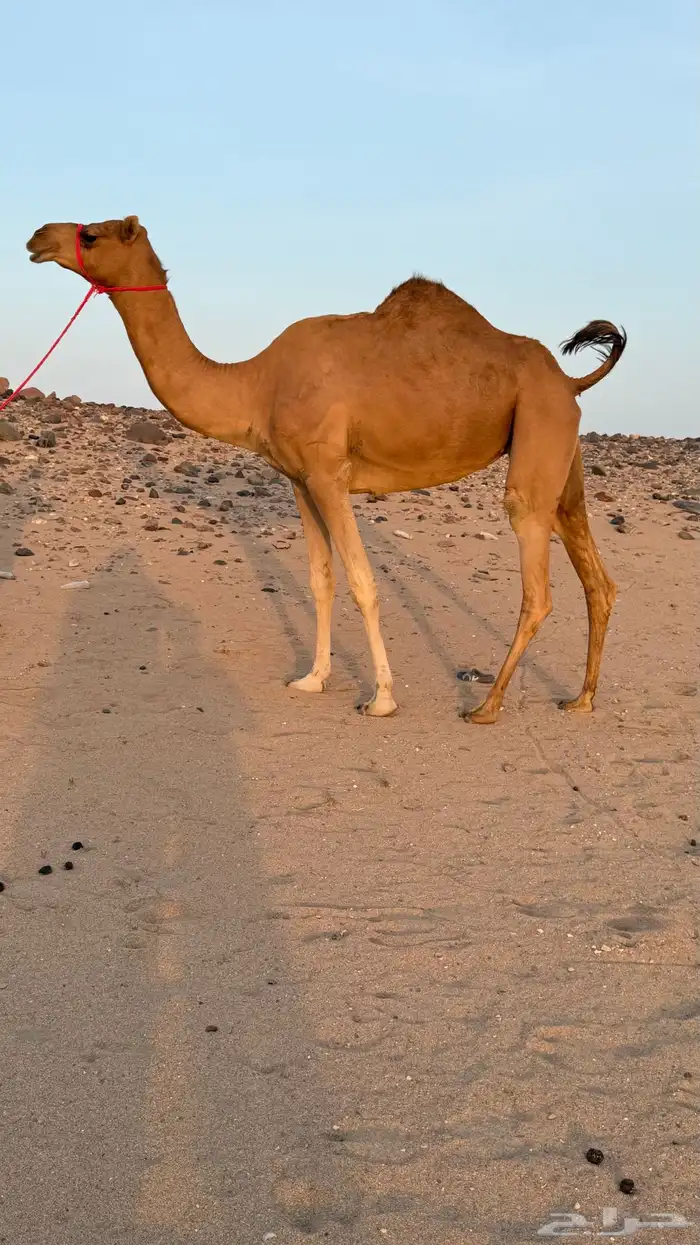 ناقه بنت مياس ابو عقال سابق ومنتج ولقحه من جمل سبوق 0