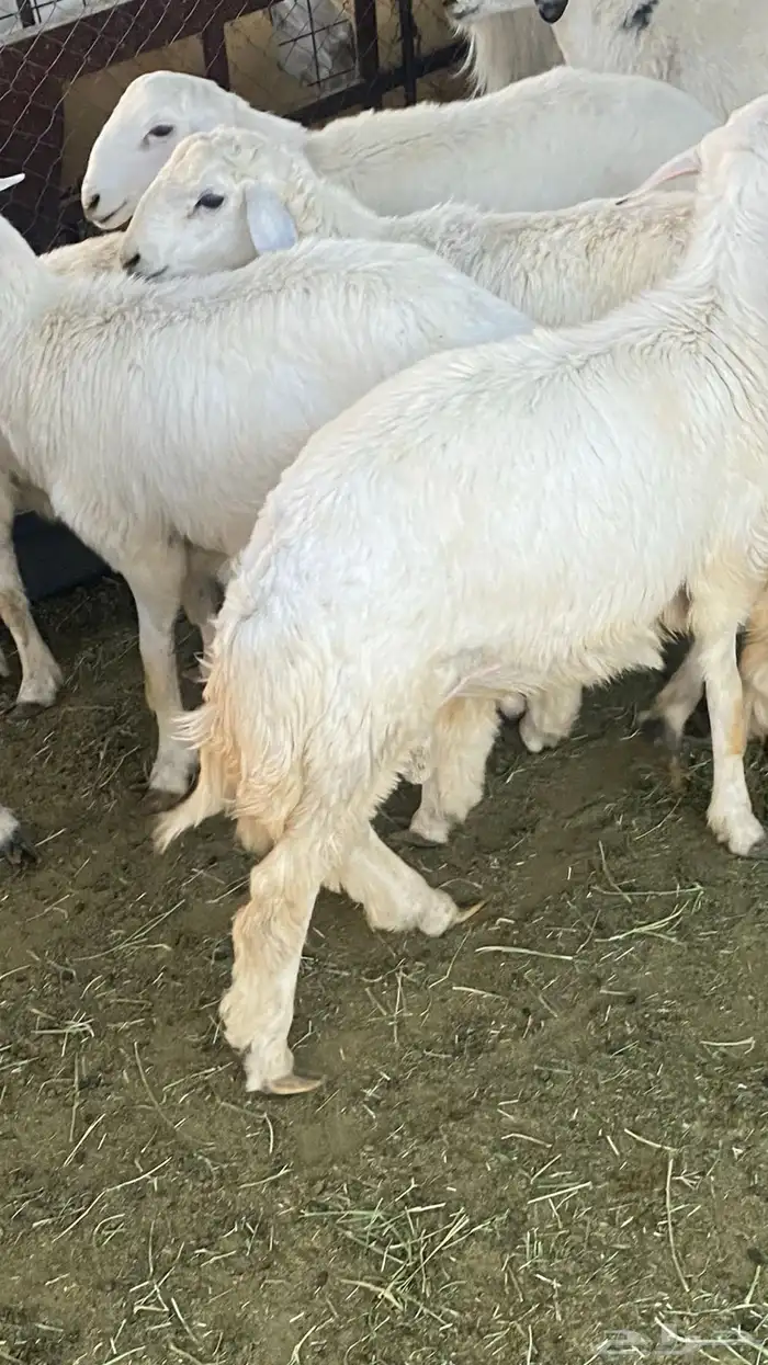 طليان حبصي العمر 6 شهور وفيها 7 شهور 7