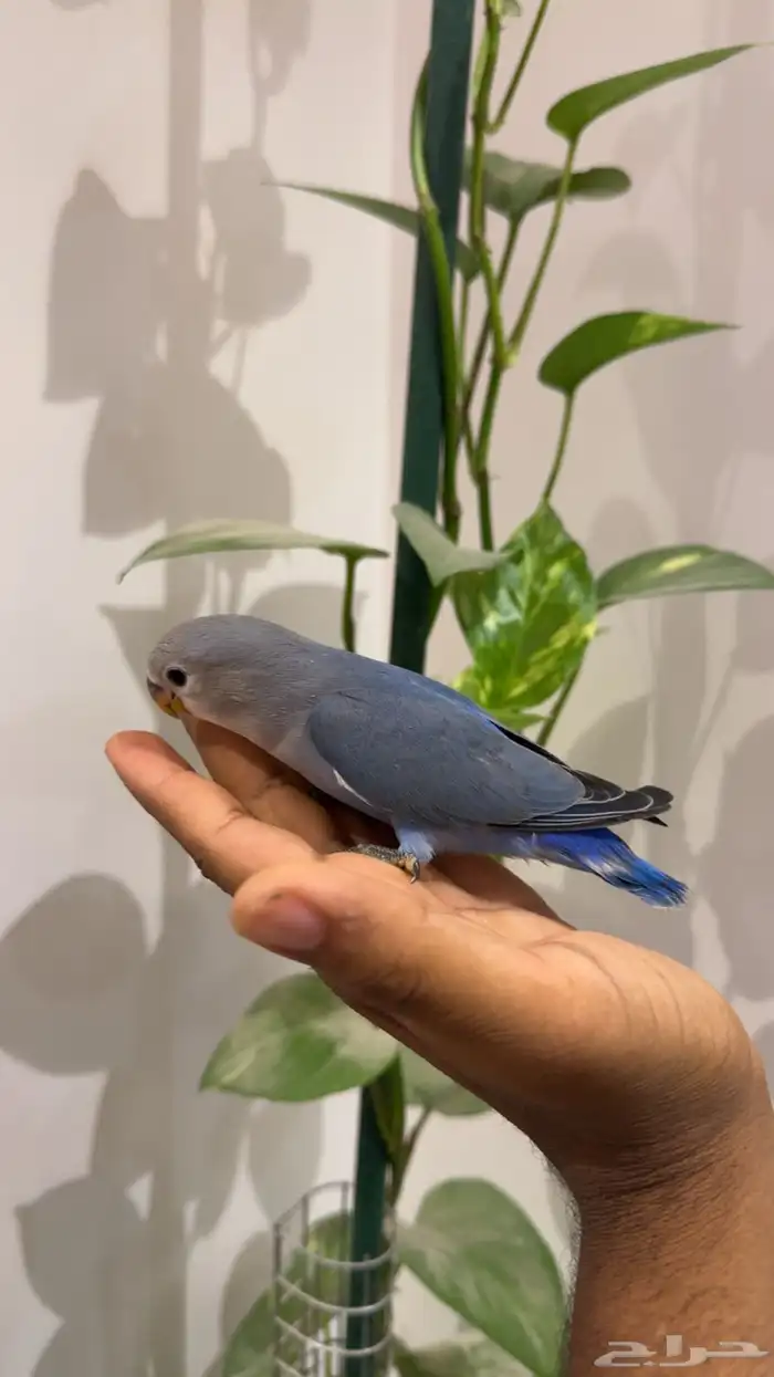 روز اليف هدد نشبه م عنده عض 1