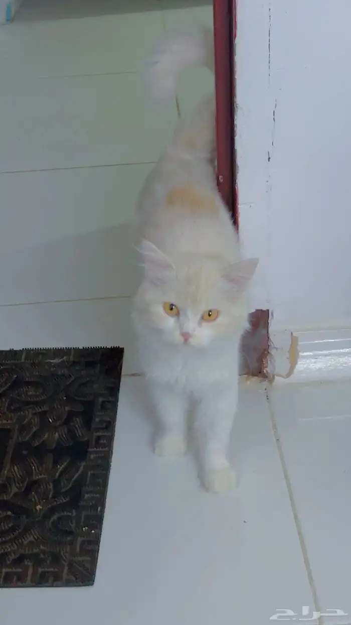 قطة للتبني 1