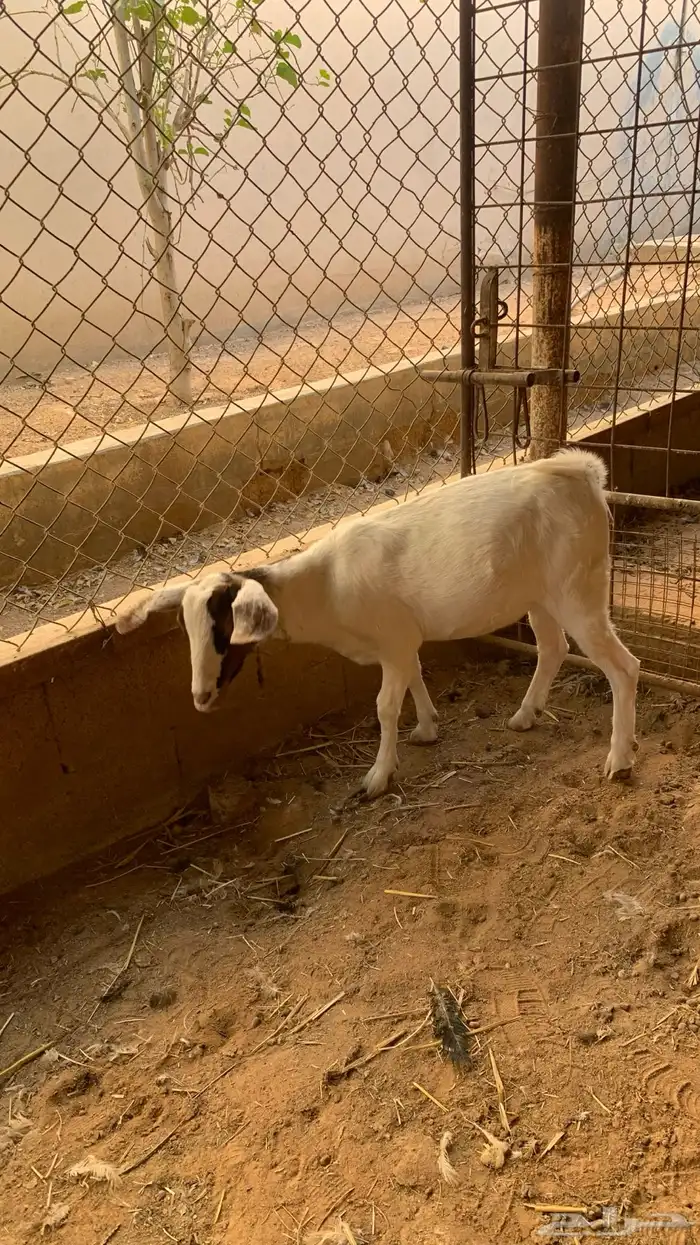 جفره جنوبيه ذبيحه 3