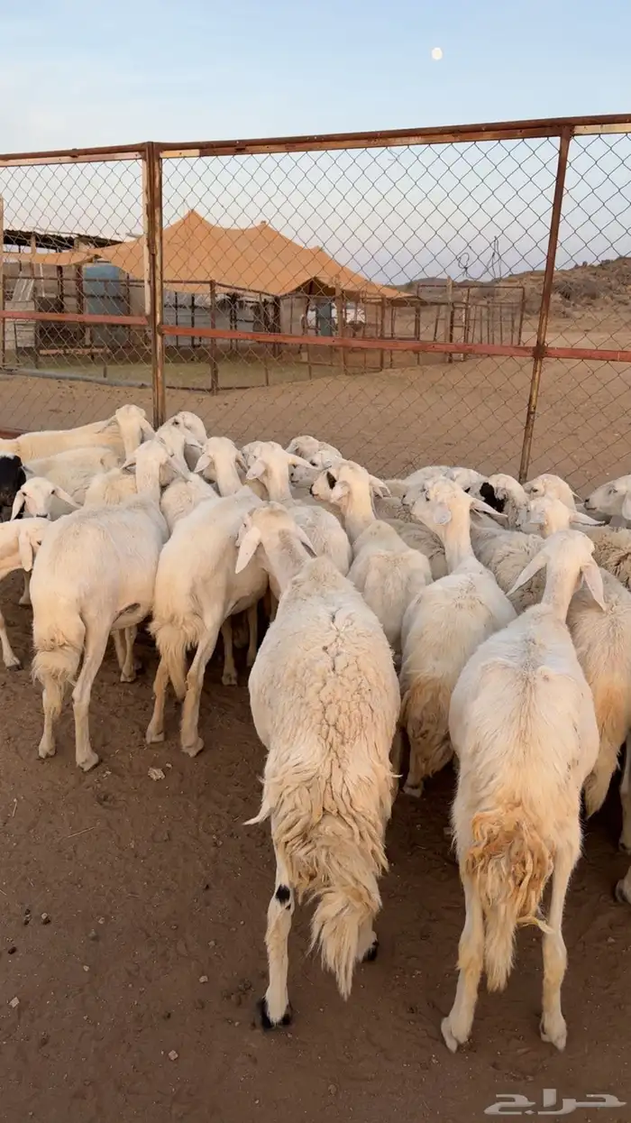 غنم حصيب بفحلها 10
