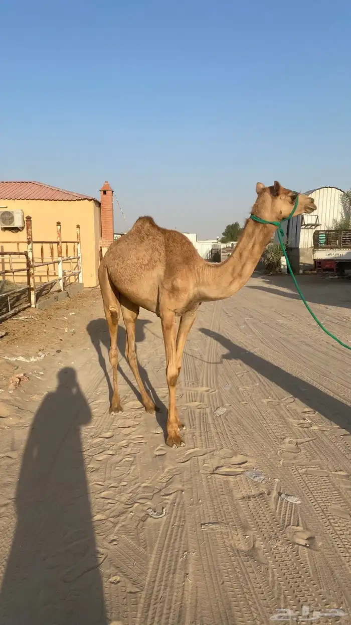 حقه للبيع سلاله فل 0