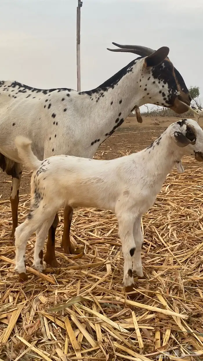 مشروع مسلب 1