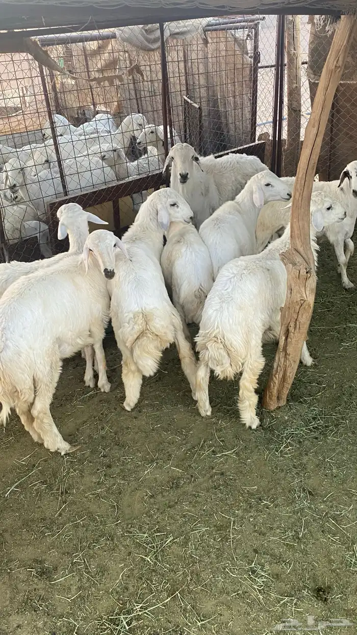 طليان حبصي العمر 6 شهور وفيها 7 شهور 11