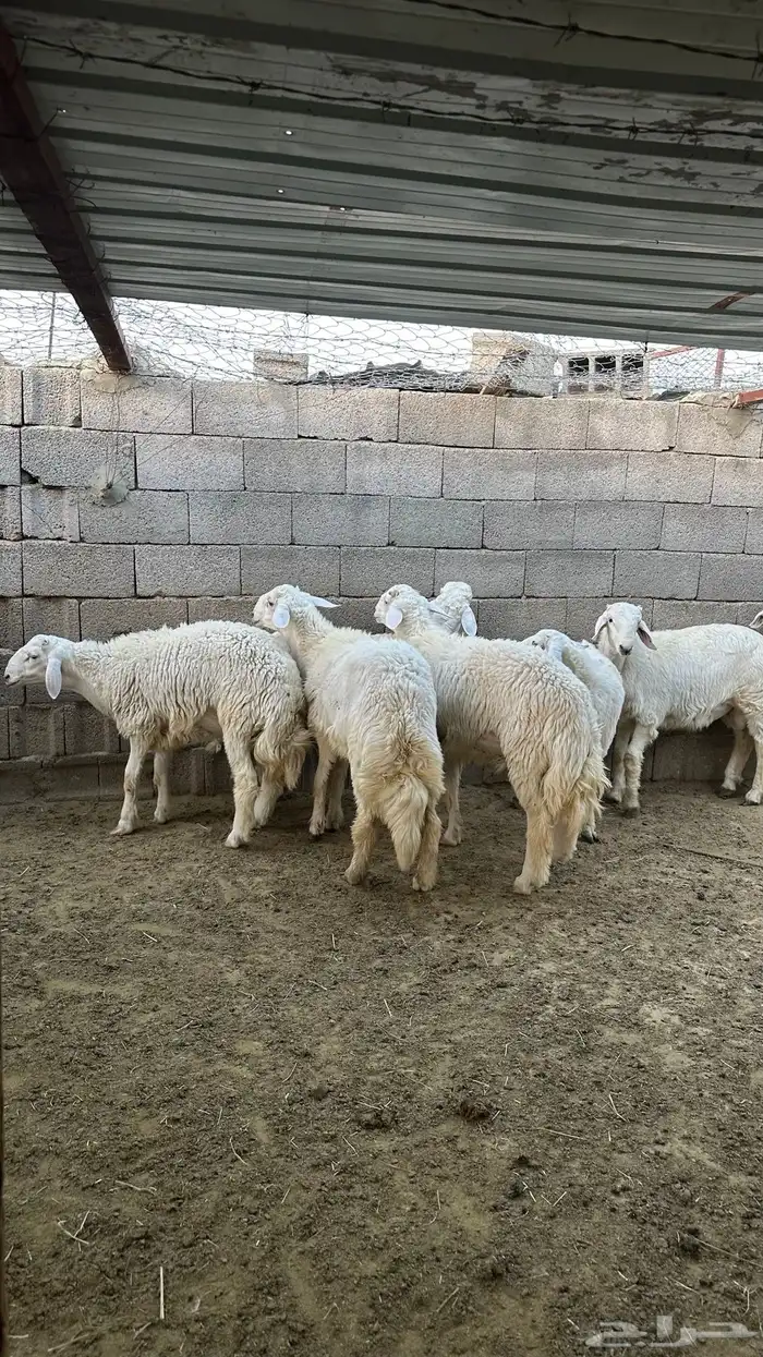 طليان جبره 3