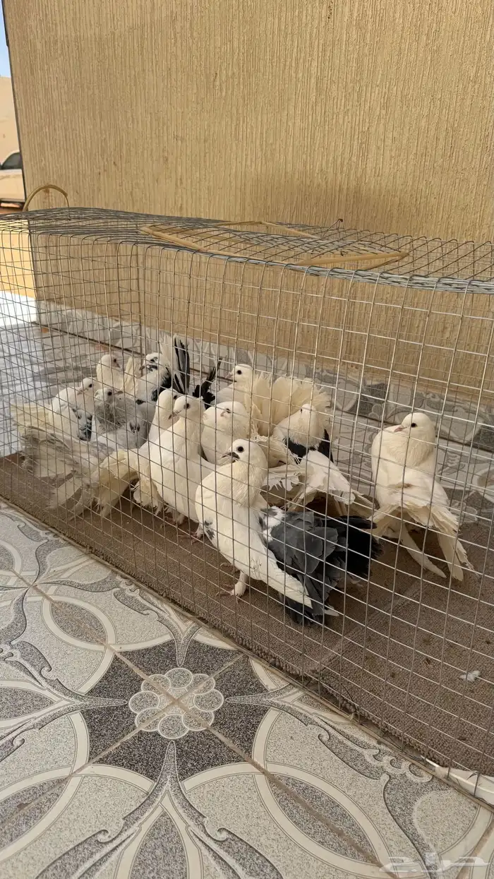 حمام رقاص هولندي 2