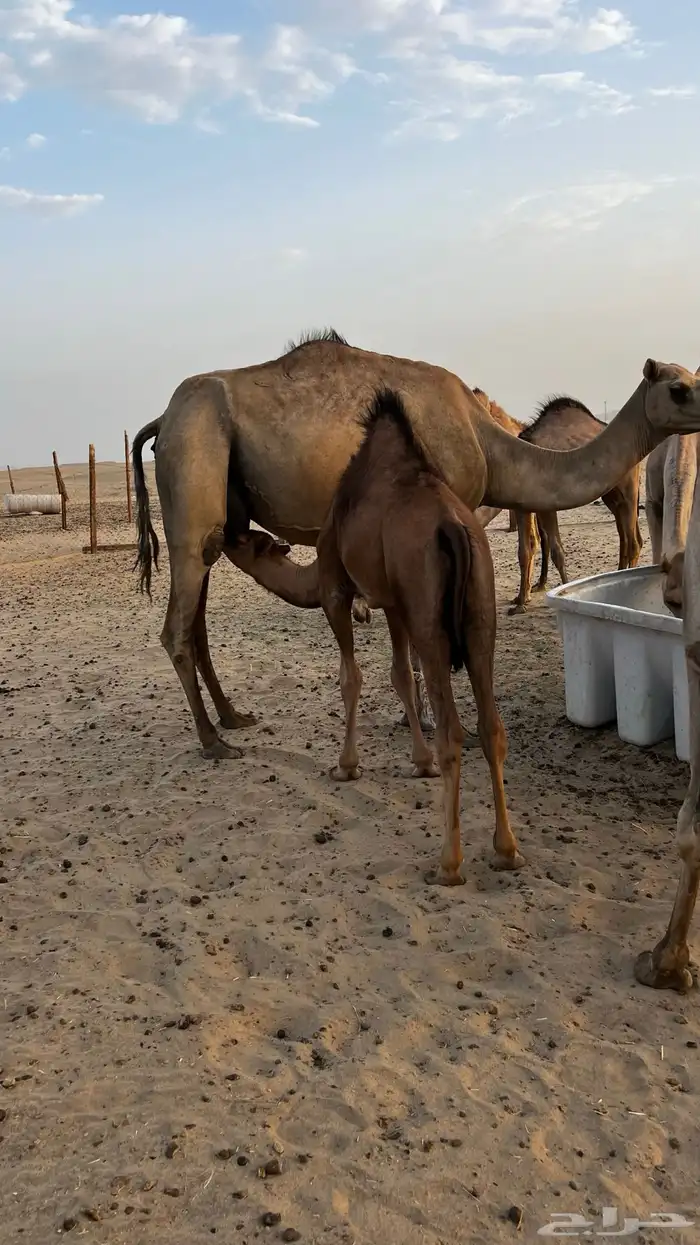 بكره للبيع على حليب امها 0