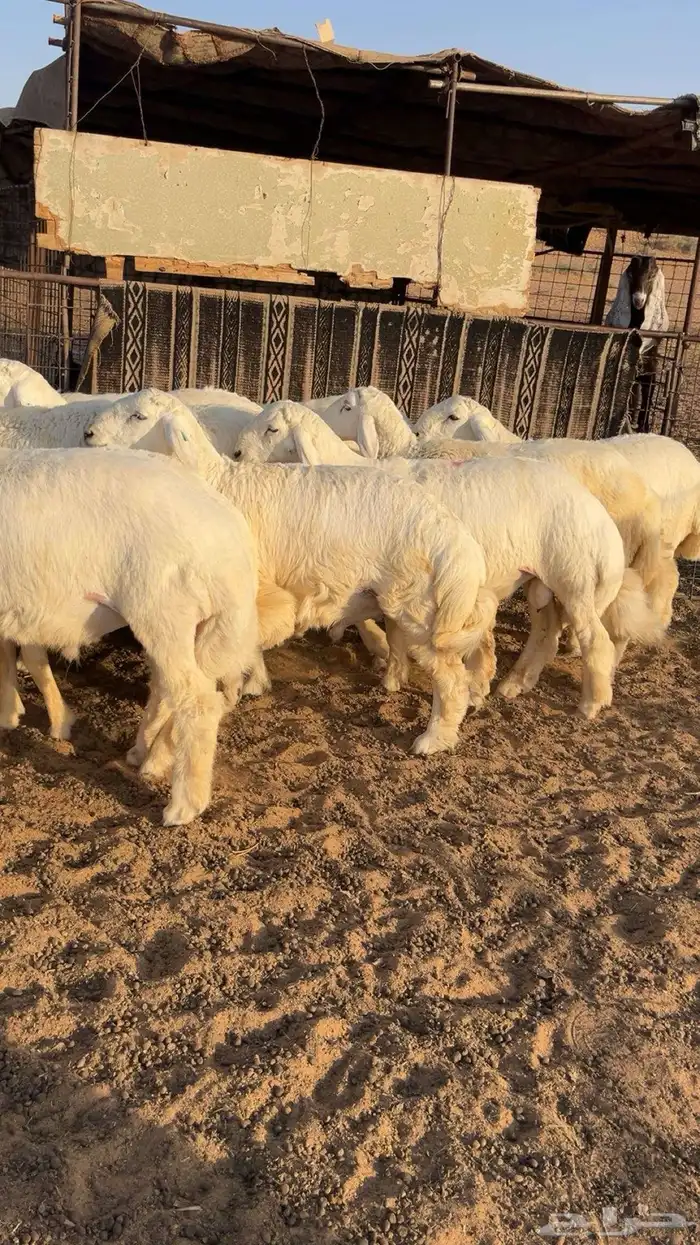 بهم حري فاخر وجبر ومشاريع فحول 5