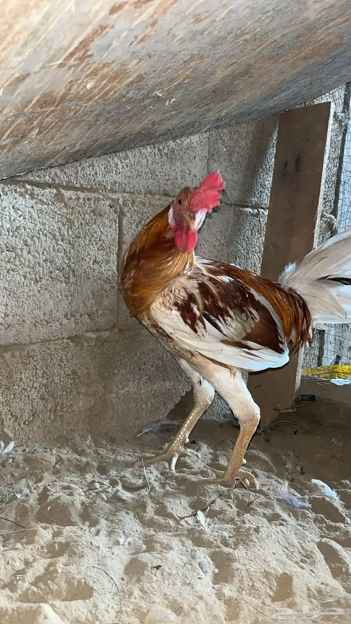 دجاج بلدي 6