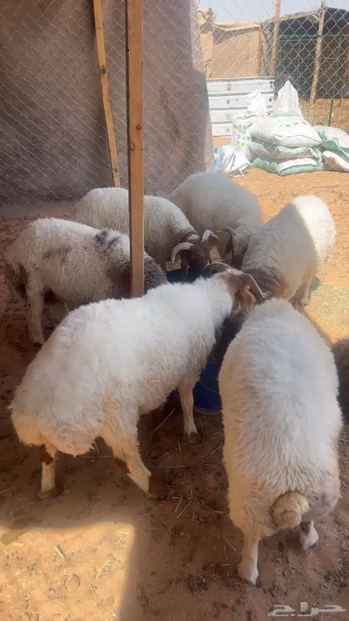 طليان نعيمي 3