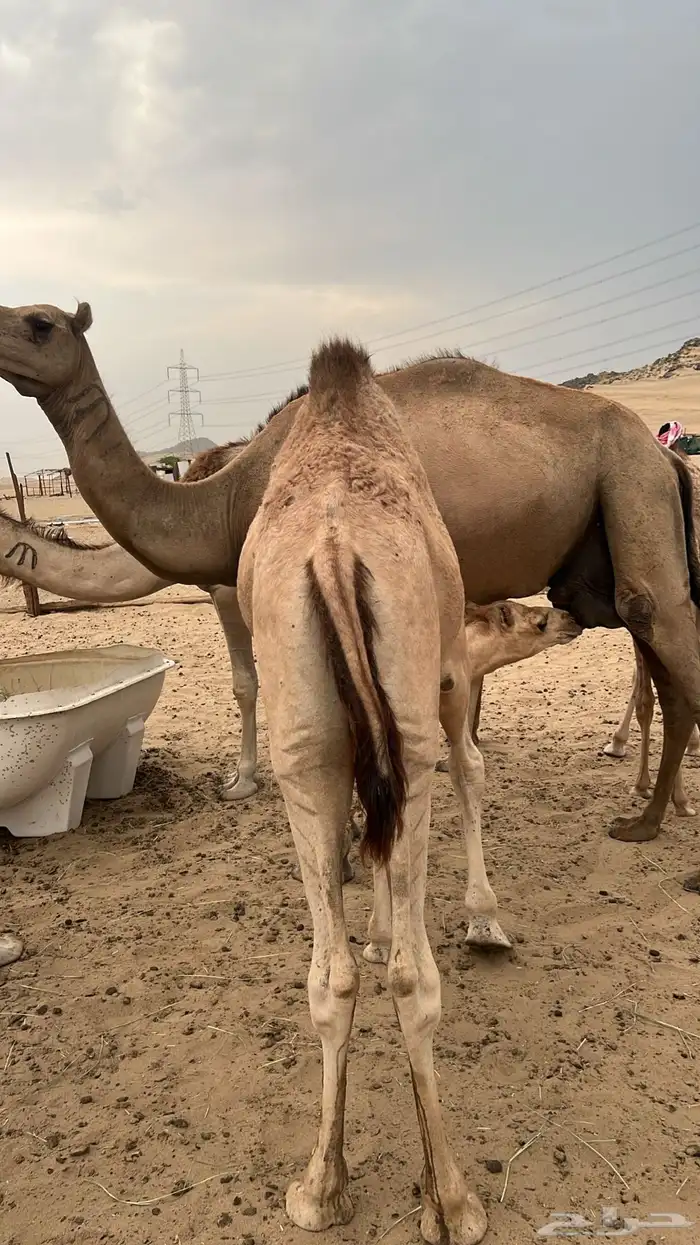 قعود للبيع على البن 0