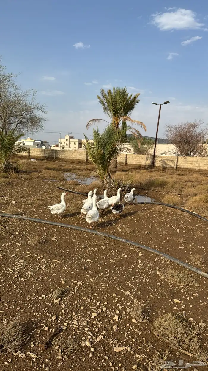وز روسي للبيع العدد 8 فيها ذكور وايناث 0