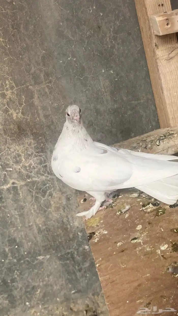حمام شماسيه هزازيه 0