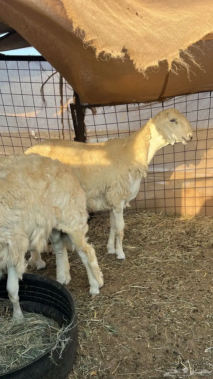 للبيع فحل حري مطور فاخر جدا جدا 0