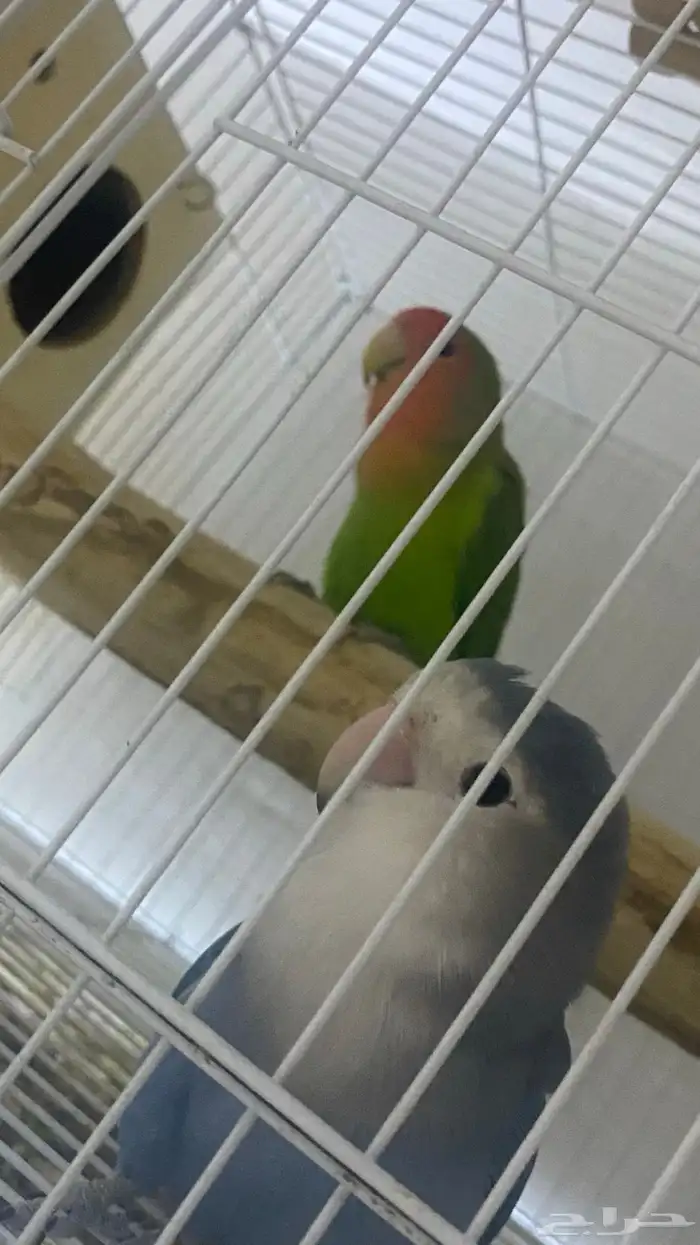جوز روز منتج 1