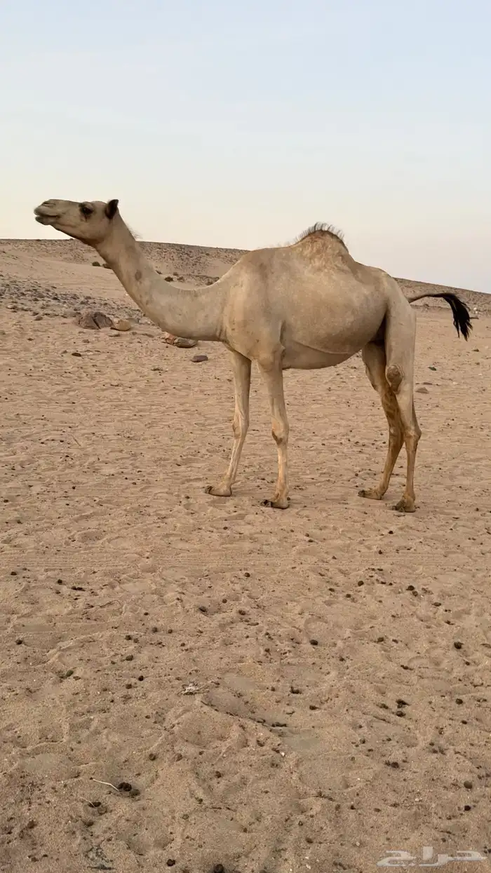 بكره بكر بنت الاعور جمل القرشي اختها مبيوعه بمليون ونص 7