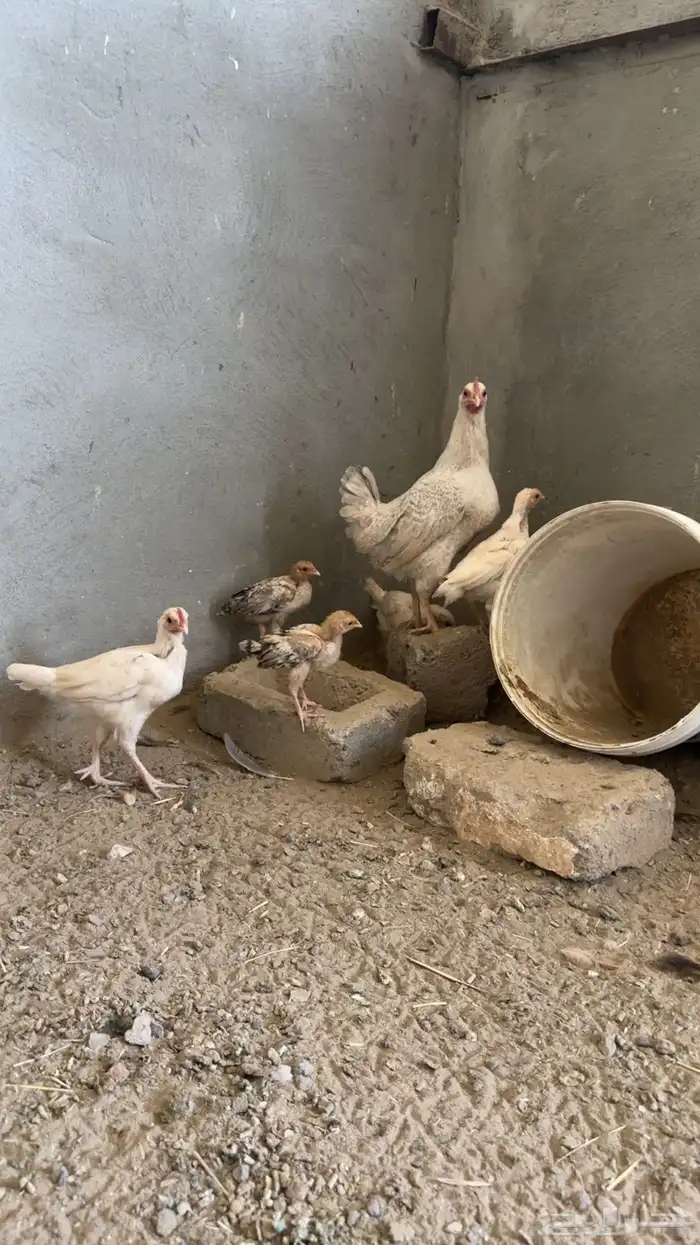 أنباع 0