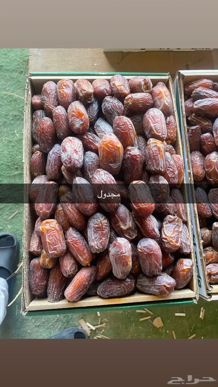 تمر مجدول 1
