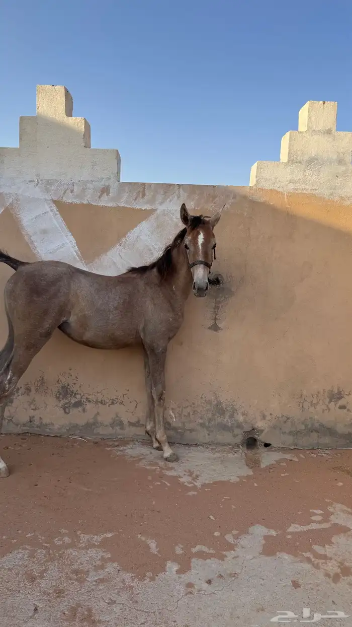 مهره شعبيه شيخه 3
