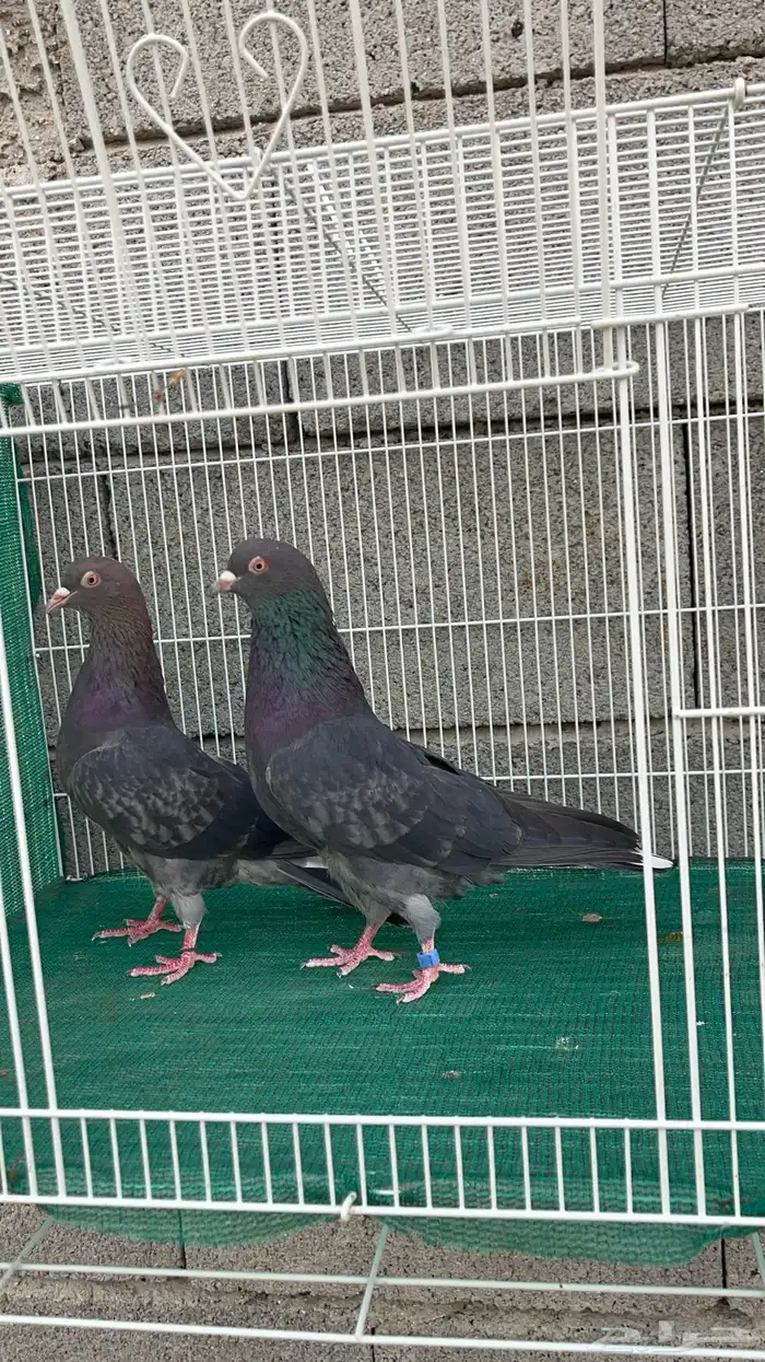 حمام قطيفي 4