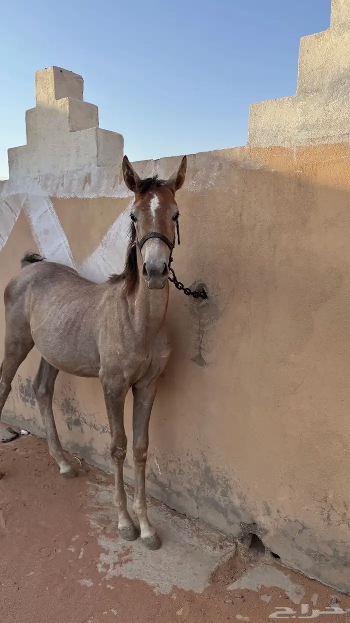 مهره شعبيه شيخه 6