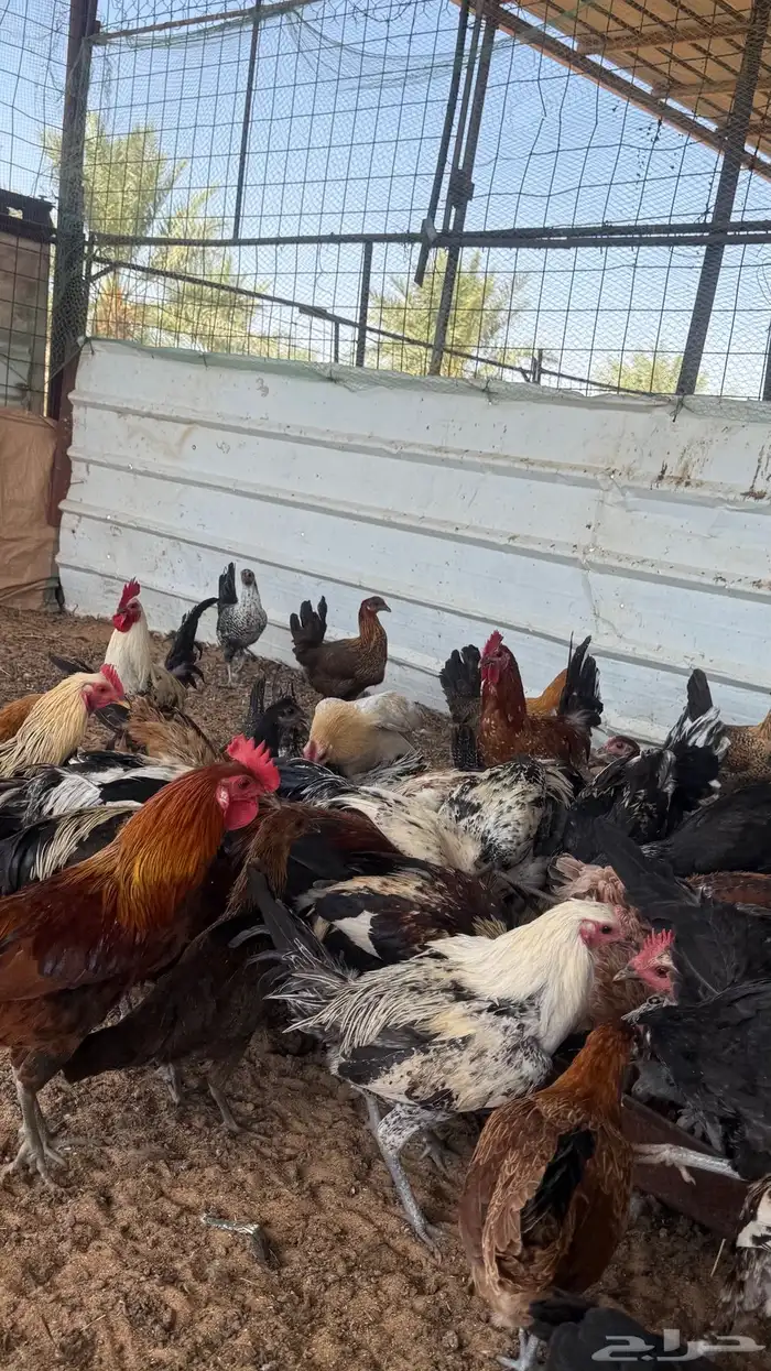 دجاج وديكة اعمارهم 7 اشهر ( بلدي ) ( البيع جملة ) 1
