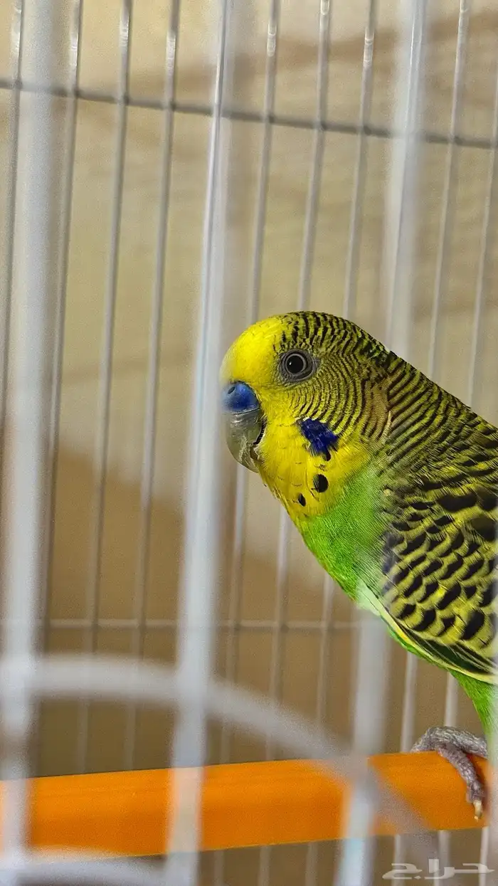 بادجي زوج ذكر وأنثى اليف جد ا 2