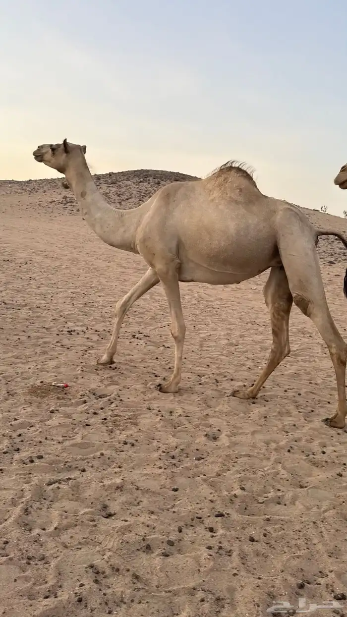 بكره بكر بنت الاعور جمل القرشي اختها مبيوعه بمليون ونص 11